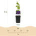 GreenboutiQ Clematis 'Star of India' - 2 plants, pink flowers Bild 3