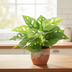 Artificial Monstera Monkey Leaf - 22cm: Natural Flair Without Maintenance Bild 2