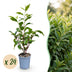 Green boutiQ - 24x Prunus lusitanica Angustifolia - Portugiesischer Lorbeer - Heckenpflanzen - Immergrün - Grün - Topf 9cm - Höhe 25-35cm Bild 1