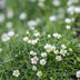 60x Sagina subulata - Irisches Moos - 10-25cm Bild 6
