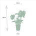 Pflanzen-Set: Monstera, Alocasia, Strelitzia für Ihr Zuhause Bild 2