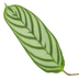 Calathea Compactstar Pflanze - 90 cm Höhe - Ø19cm Topf Bild 2