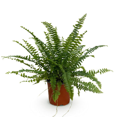 Zimmerfarn Schwertfarn Green Lady, Topf 12cm, Höhe 25cm