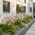 Green boutiQ - Perennial - Anemone Tricolour - Autumn Anemone - Shade - Dark Pink - Pink - White - 12 Plants - Pot 11cm - Height 15-25cm Bild 12