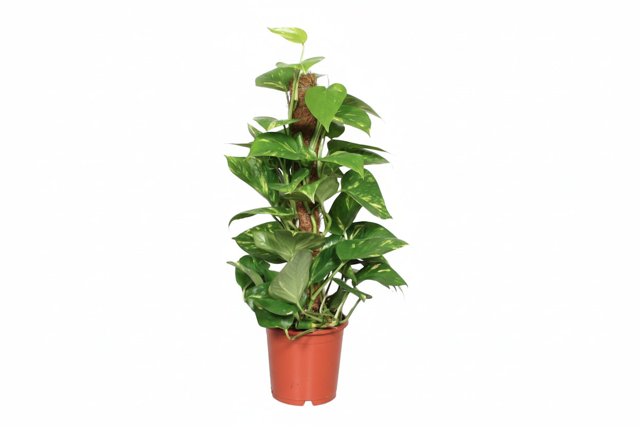 Dracaena surculosa