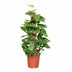 Epipremnum Aureum (Goldene Efeutute) Ø15cm - ↕60cm Bild 1