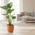 Monstera Deliciosa - Schweizer Käse Pflanze - Ø17cm - ↕60cm Bild 3