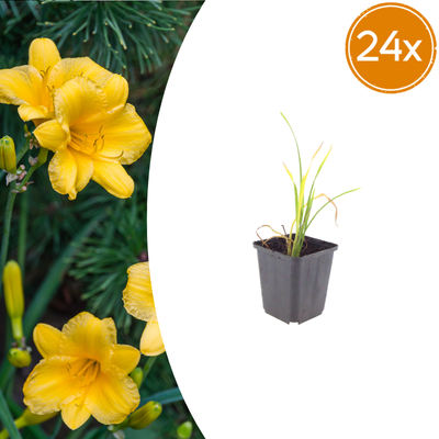 24x Hemerocallis 'Stella de Oro' – Goldgelbe Blüten, 10-25cm