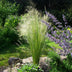GreenboutiQ Ziergras 'Pony Tails' (2 Pflanzen, 50cm, Topf 17cm) Bild 7