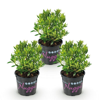 Zwerg-Rhododendron Bloombux Light Pink, 3 Pflanzen