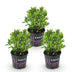 Zwerg-Rhododendron Bloombux Light Pink, 3 Pflanzen Bild 2