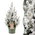 Picea glauca Conica - Zuckerhutfichte - Grün - Weiß - Weihnachtsbaum - Ø19cm - ↕65cm Bild 1