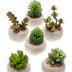 Kunst Mini-Sukkulenten Set (6 Stk.) im Zementtopf Ø 6,5 cm Bild 1