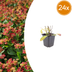 24x Helenium 'Moerheim Beauty' – Golden-yellow perennial (10-25cm) Bild 1