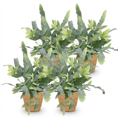 Phlebodium aureum Blue Star, Blaue Farn, 4 Pflanzen, mit Korb, 12cm Topf