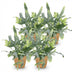 Phlebodium aureum Blue Star, Blaue Farn, 4 Pflanzen, mit Korb, 12cm Topf Bild 2