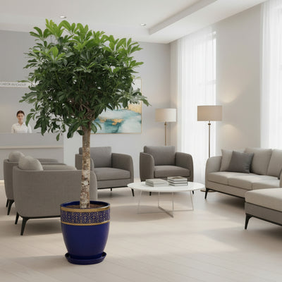 Schefflera Arboricola Kompakt Baum - 180 cm - Ø35cm