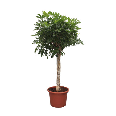 Schefflera Arboricola Kompakt Baum - 180 cm - Ø35cm