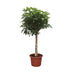 Schefflera Arboricola Kompakt Baum - 180 cm - Ø35cm Bild 1