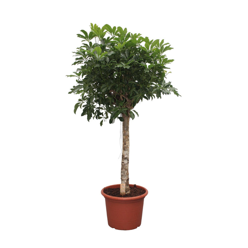 Schefflera Arboricola Kompakt Baum - 180 cm - Ø35cm