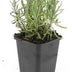 24x Lavendel 'Munstead' - 10-25cm hoch - Ø9cm Topf Bild 2