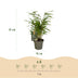 GreenboutiQ Bamboo 'Fargesia rufa' - 4 Plants, Green, Evergreen Bild 3