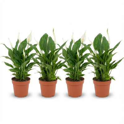 Spathiphyllum Einblatt: 4 Pflanzen im 12cm Topf, 35-40cm hoch