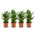 Spathiphyllum Peace Lily: 4 plants in 12cm pot, 35-40cm high Bild 1