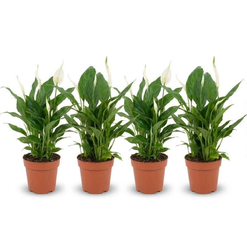 Spathiphyllum Peace Lily: 4 plants in 12cm pot, 35-40cm high