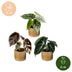 3x Baby Alocasia Tricolour - Tropisches Trio im 6cm Topf Bild 5