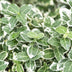 24x Euonymus 'Emerald Gaiety' - 10-25cm pot Ø9cm Bild 5