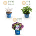 Hydrangea Endless Summer Summer Love Purple - 2 lila Hortensien im Topf 14 cm Bild 4