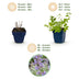 Green boutiQ - Staude - Nepeta faassenii - Katzenminze - Bienen- und Schmetterlingsmagneten - Lila - 6 Pflanzen - Topf 11cm - Höhe 15-25cm Bild 4