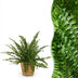 Green Lady Fern (Nephrolepis exaltata) - Pet-friendly, 25cm, incl. basket Bild 1