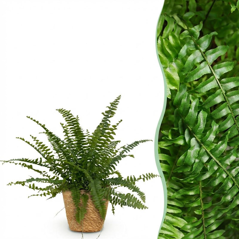Green Lady Fern (Nephrolepis exaltata) - Pet-friendly, 25cm, incl. basket