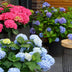 Endless Summer Hydrangea 'The Original Blue' - Winter Hardy, Blue Flowers Bild 5