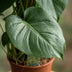 Monstera Deliciosa mit Moosstab - Pflegeleichte Zimmerpflanze, 90cm Bild 4