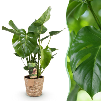 Monstera Deliciosa: pflegeleichte Zimmerpflanze im Korb, 50-55cm