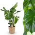 Monstera Deliciosa: Easy-care houseplant in a basket, 50-55cm Bild 1