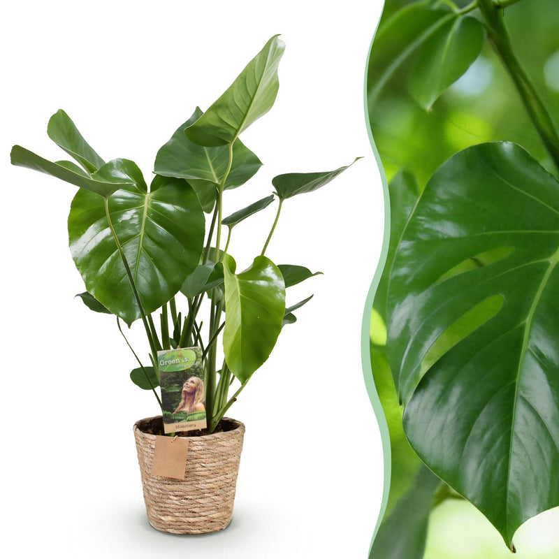 Monstera Deliciosa: Easy-care houseplant in a basket, 50-55cm