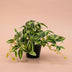 Kunstpflanze Tradescantia Grün/Weiß im Topf - 19cm Bild 4