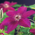 Clematis Westerplatte: Easy-care climbing plant, 2 plants, 11cm pot Bild 4