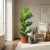 Ficus Lyrata Geigenfeige - pflegeleicht, 75-85cm, Topf 21cm Bild 4