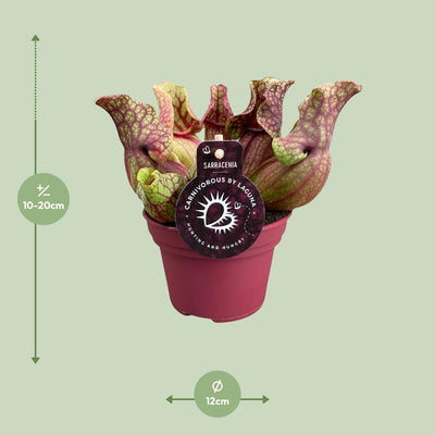 Sarracenia Venosa: Fleischfressende Pflanze im 12cm Topf, 20cm hoch