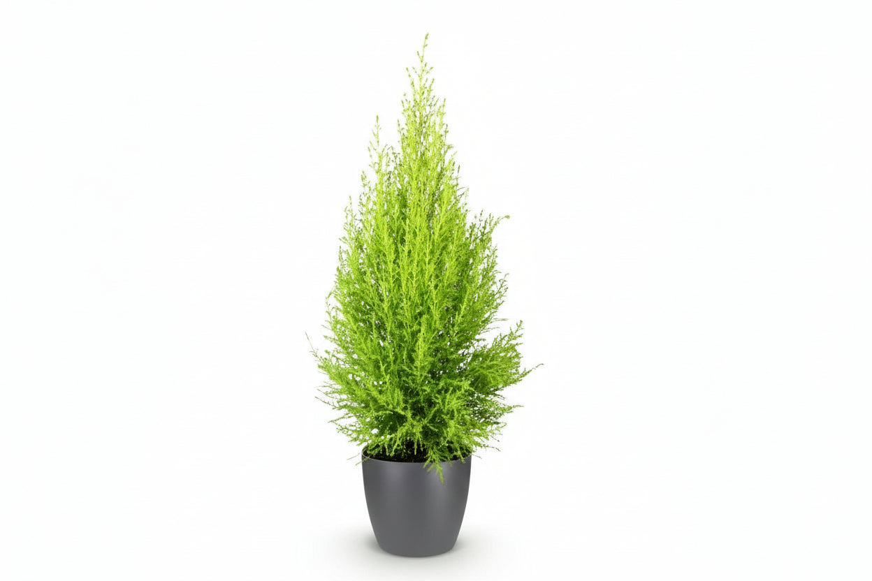 Dracaena surculosa