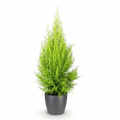 Cupressus Gold Crest Wilma: Pflegeleichte Zimmerkonifere im Topf (21cm)