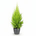 Cupressus Gold Crest Wilma: Pflegeleichte Zimmerkonifere im Topf (21cm) Bild 2