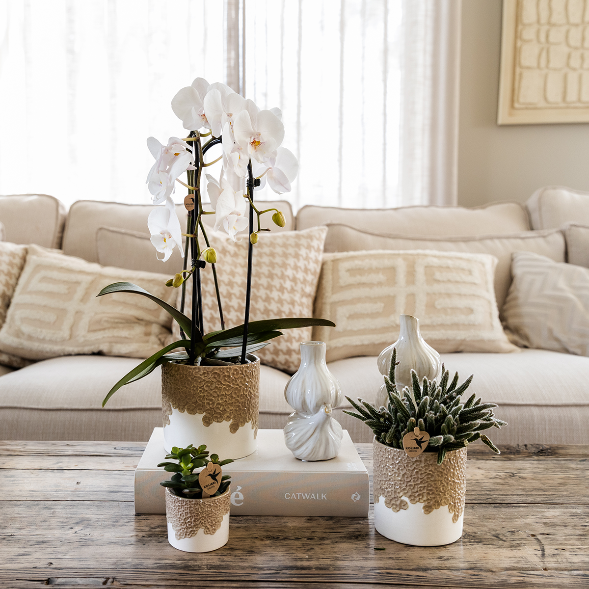 Kolibri Company | Bloom Sand Pflanzenset | Weiße Niagara Falls Orchidee 12cm + Grünpflanzen inkl. Bloom Sand Übertöpfe