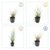 24x Federgras 'Hameln' im 9cm Topf - 10-25cm hoch Bild 5