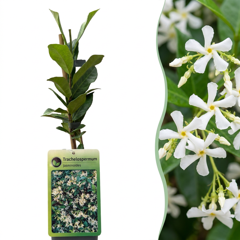 Sternjasmin Trachelospermum jasminoides - Weißer Duft für Ihren Garten